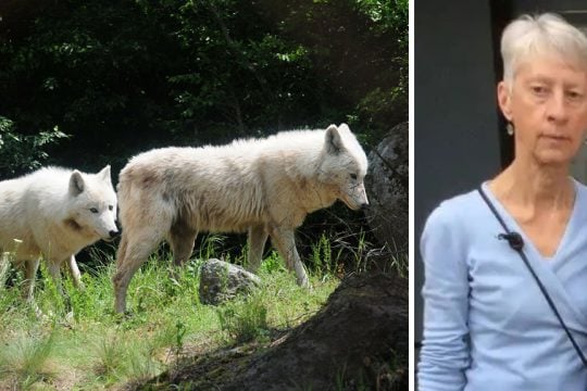 lykoi - silia nekri